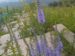 -灵山