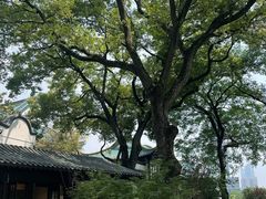 -古琴台
