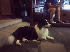 -百好乐宠物友好餐厅(朝外大街店)