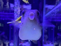 -太平洋海底世界