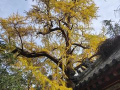 -青岛崂山太清宫