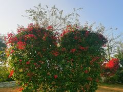 -东莞植物园