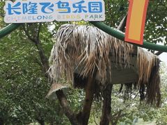 -广州长隆飞鸟乐园