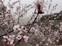 -妙峰山风景名胜区