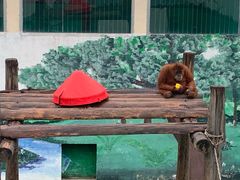 -西霞口神雕山野生动物世界