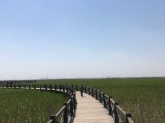 -上海长兴岛郊野公园