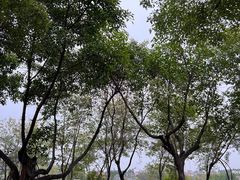 -海珠湖公园