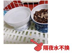 -翊宠yipet猫狗购宠庄园犬舍•猫舍