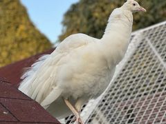 -J Create城市露营咖啡·简餐·宠物(上海动物园店)