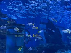 -海合安武汉极地海洋公园