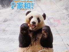 -广州长隆野生动物世界