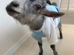 -怪兽屋·羊驼·猫咖·狗咖(俊华广场店)