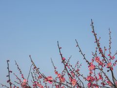 -香雪海