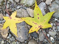 -西岭雪山大飞水景区