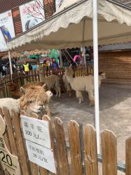 -萌宠亲子动物乐园(槐房万达店)