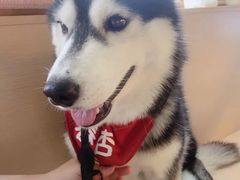 春杏-Husky Go! 哈士奇体验馆·宠物咖啡厅狗咖