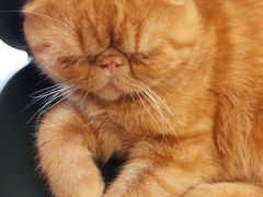 -飞行喵MR PILOT|猫舍·猫咖(静安大融城店)