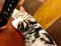 -咖法森林·咖啡  酒吧(天河店)