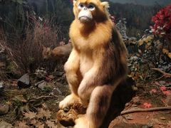 -陕西自然博物馆