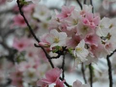 -天适樱花悠乐园
