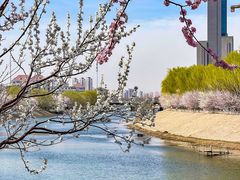 -桃花堤公园