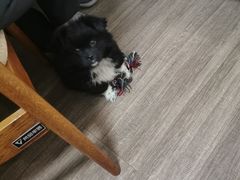 -伟伟宠物医院·CT影像中心·瑞派犬猫综合性门诊(汉口总院)