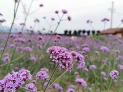 -曲江薰衣草庄园