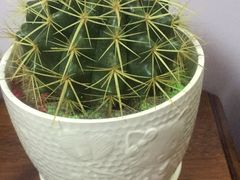 -龙大花卉苗木市场