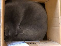 -猫猫幼稚园·撸猫·桌游·电玩