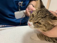 -瑞派康怡24h宠物医院·犬猫医疗中心·微创绝育(瑞景分院)