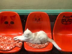 -猫咪博物馆(顶澳仔猫街店)