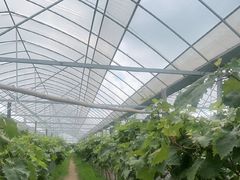 -马陆小张葡萄园农家乐