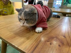 -藦茜花园宠物主题亲子互动体验馆(国顺东路店)