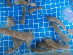 -宾朋海鲜美食特色餐厅·纯手工鲅鱼水饺(兴海路店)