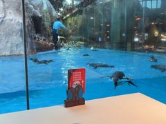 -帝企鹅自助餐厅•儿童岛•真企鹅(长隆企鹅酒店)