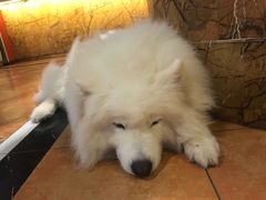 -more than meow吴止猫主题餐厅(承德 中船汇店)