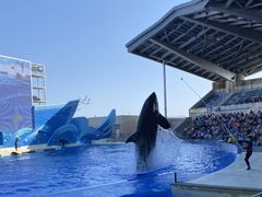 -上海海昌海洋公园