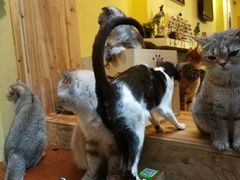 -猫色咖啡·猫咖