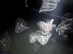 -西海国立公园九十九岛水族馆