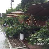 【VIP有特权】花隐于市