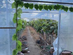 -马陆小张葡萄园农家乐