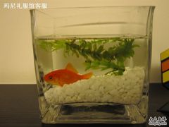 喜欢的小鱼儿-桔子酒店(南京新街口张府园地铁站店)