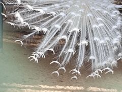 -秦皇岛野生动物园