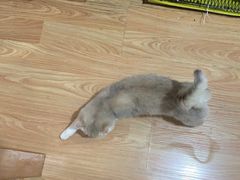 -东方名猫馆·英短金渐层布偶猫舍(环线广场1号楼店)