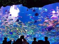 -芜湖新华联大白鲸海洋公园