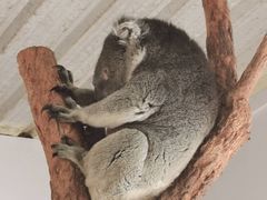 -费瑟代尔野生动物园