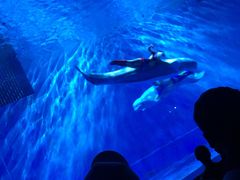 -芜湖新华联大白鲸海洋公园