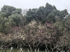 -赭山公园