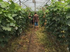 -马陆小张葡萄园农家乐