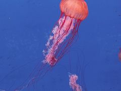 -大连老虎滩海洋公园